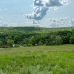 Более 337 тысяч гектаров лесных угодий не оценены и не учтены