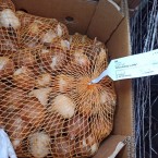 Ионицэ: Страна живет на импортных овощах при символическом экспорте