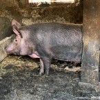 Более 120 тысяч свиней забито - компенсации выплачены лишь трем хозяйствам