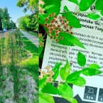 Скосить молдавскую траву – посадить польскую