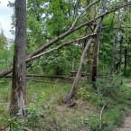 В Калараше оштрафовали тракториста за хищение древесины 