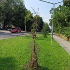 Хашдер: Есть команда для реализации проекта «Зеленый щит Молдовы