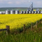 Зачем молдавские фермеры выращивают рапс