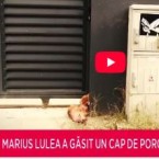 Исключенный из AUR Мариус Лулеа обнаружил свиную голову перед своим домом